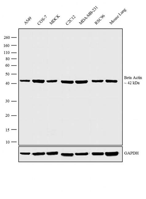 beta actin kda|Beta Actin antibody (HRP.